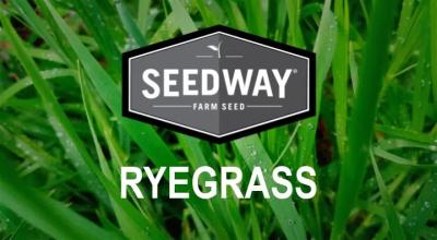 4 STAR PERENNIAL RYEGRASS #50